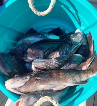 Big blackfish haul from local waters
