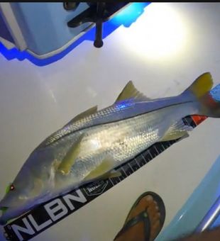 Experience Deep Sea Fishing in Miami