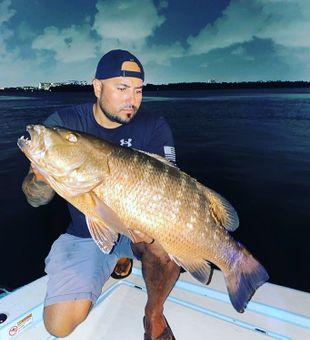 Cubera Snapper in Miami Beach