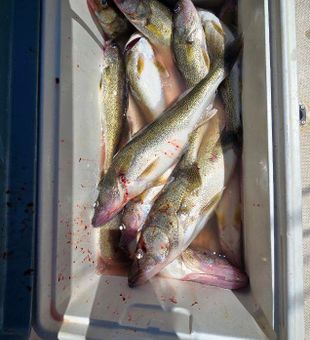Shoreline success this morning