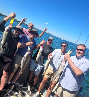 Cleveland walleye success using trolling with heavy and light tackle!