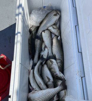 Nothing beats Chesapeake light tackle fishing trip