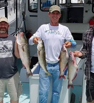 Fresh catches of the day—striped bass!
