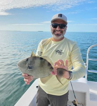 Beautiful Grey Triggerfish from Big Pine Key waters!