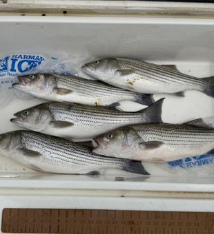 Fresh striped bass haul from a strong morning bite.