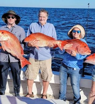 Red Snapper in Gulf Coast