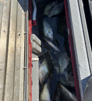 Nice crappie catch using jigging and trolling with light tackle in clear conditions!