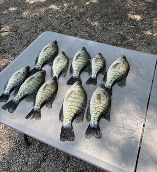 Crappie bonanza! Seven white beauties blasted today at Spencer Creek!