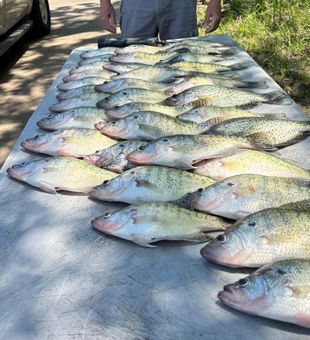 Oologah Lake Crappie haul!