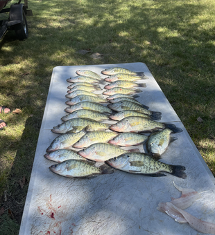 Triple white crappie triumph: jigging and trolling success in Adair!