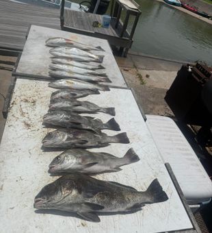 Impressive speckled trout and black drum catch.