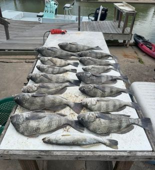 Outstanding black drum and speckled trout haul in Rockport!