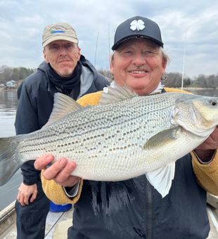 Striped Bass: Tennessee's Finest Catch