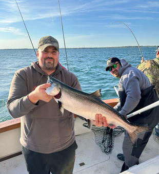 Beautiful Lake Ontario Chinook salmon ready for the net!