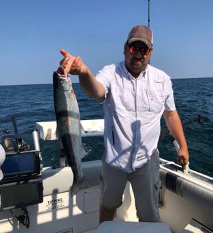 Beautiful Olcott NY coho salmon ready for the cooler!