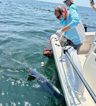 Shark Baited! - Hollis Center, ME.