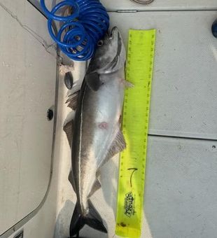 Measured and mighty cobia!
