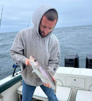 Haddock Reeled! - Hollis Center, ME.
