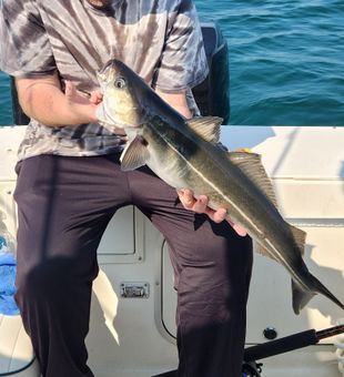 Sleek cobia on a sunny bite!