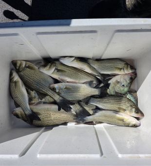 White bass success in Manhattan Kansas!