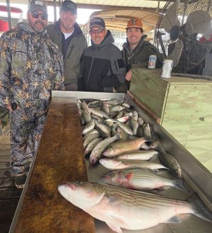 Outstanding striped bass haul from Pottsboro TX waters!