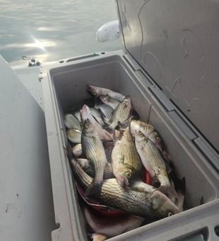 Finding the sweet spots on the lake.