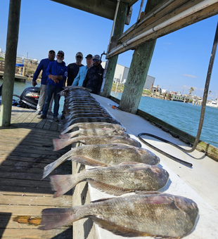 Finest Black Drum in Rockport 