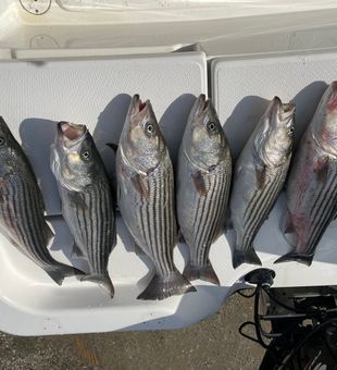 Tackle ready, bait live, stripers biting now