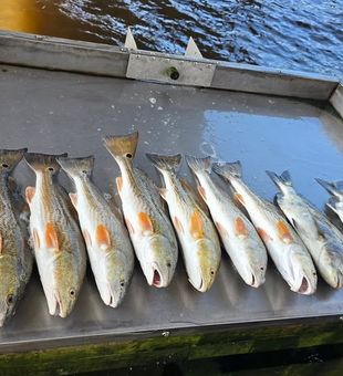 Had an awesome day out inshore today. They're hungry, and if you are to come, we will get you some to take back home with ya.