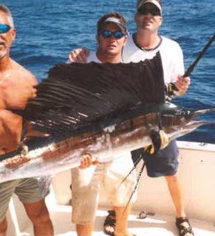 Atlantic Sailfish in Daytona Beach