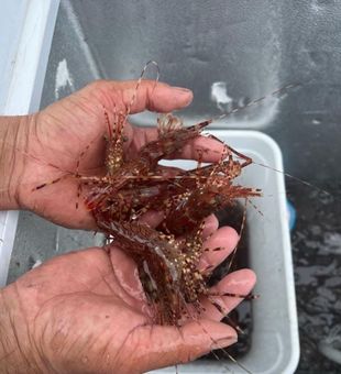 San Francisco fishing, where the sea calls