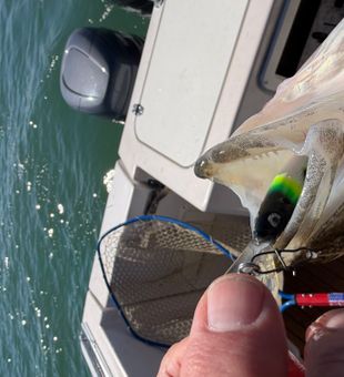 Bay City sauger ready for the net!