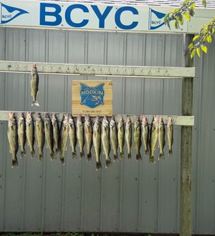 Outstanding walleye haul from Bay City waters!