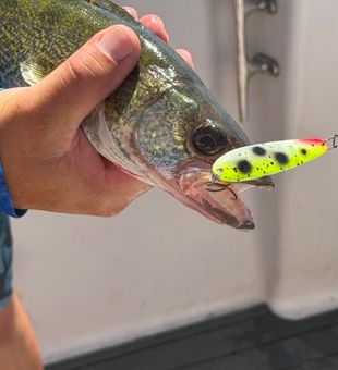 Bay City walleye fooled by chartreuse lure!