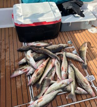 Walleye days on Saginaw Bay