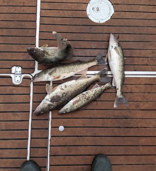 Nice limit of Bay City walleye on deck!