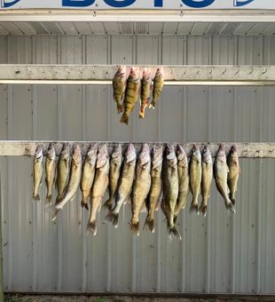 Trolling Saginaw Bay for walleye