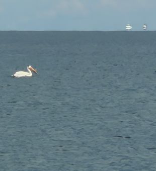 Pelican cruising the waters near Bay City MI