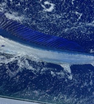 Nothing beats Kona marlin fishing!