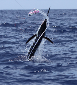 Kona fishing charters—marlin hookup!