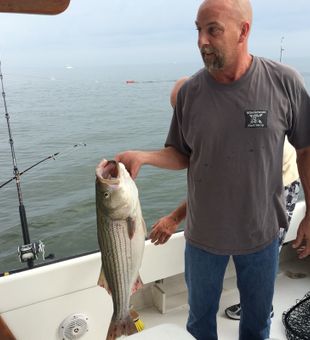 striped bass: nature's perfect catch.