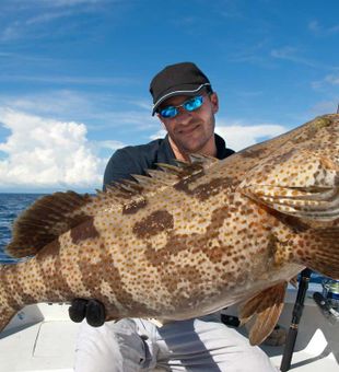 Goliath Grouper up close!