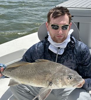 Impressive Florida black drum catch
