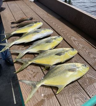 Vibrant Florida pompano catch
