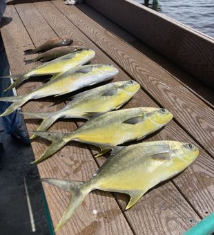 Experience unforgettable inshore fishing in Everglades City and Chokoloskee, FL, targeting Snook, Redfish, Tarpon, and Sea Trout in the backcountry waters.