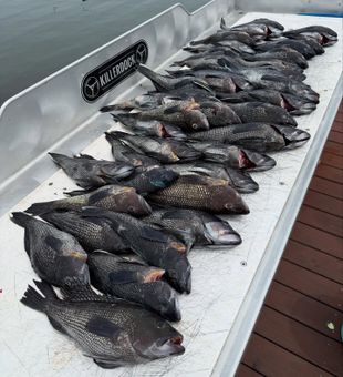 Outstanding black sea bass haul from Manasquan waters!