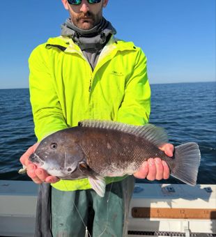 Nice Manasquan tautog brought to the boat!