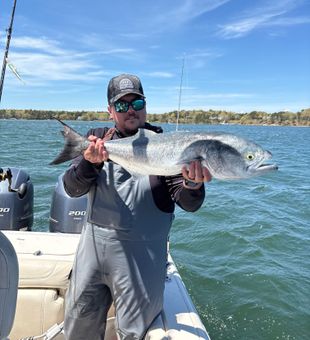 Nice Osterville bluefish showing off that silver shine!