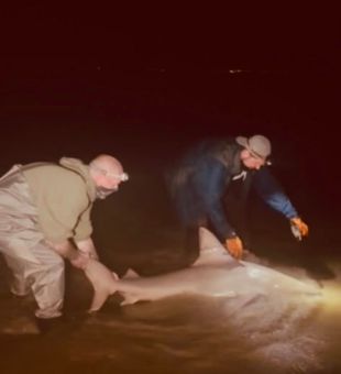Another Successful Shark Night! - Cape May, NJ.