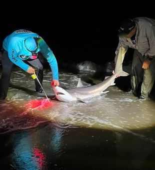 Experience surfcasting for sharks in Cape May, NJ, where powerful coastal predators patrol the shoreline during the warmer months.